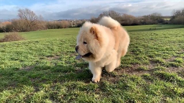 Чау-чау - всё о породе собаки смотреть онлайн