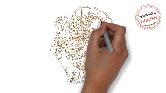 Как нарисовать птицу индюк смотреть онлайн