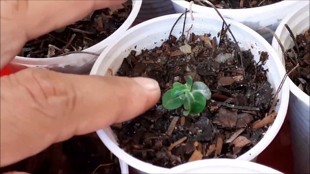 ROSA DO DESERTO - DORSET HORN (DHA) com 20 dias de substrato. смотреть онлайн