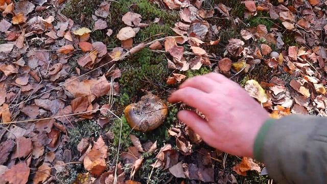 Стройка Волшебства