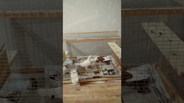 Голуби в квартире,строение гнезда. смотреть онлайн