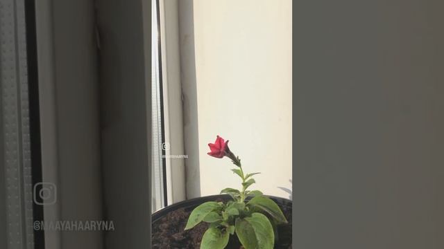 Петуния Изи Вейв Берри Велюр ? #петуния #петунии #петунияизивейв #изивейв смотреть онлайн