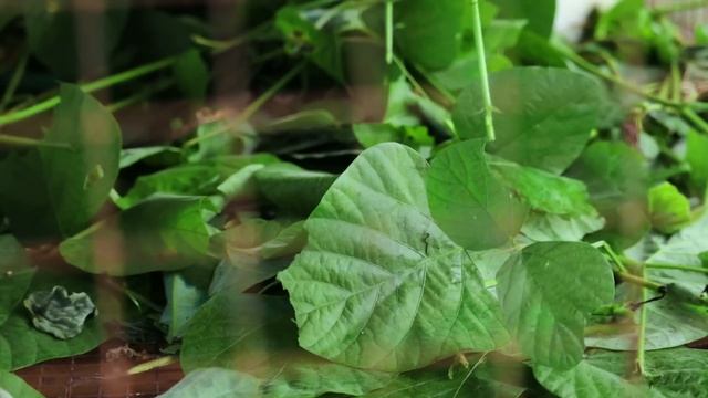 RABBIT FARMING│ Everything you need to know about RABBIT RAISING! My Natural wildlife pond!! смотреть онлайн