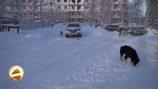 Отлов безнадзорных собак