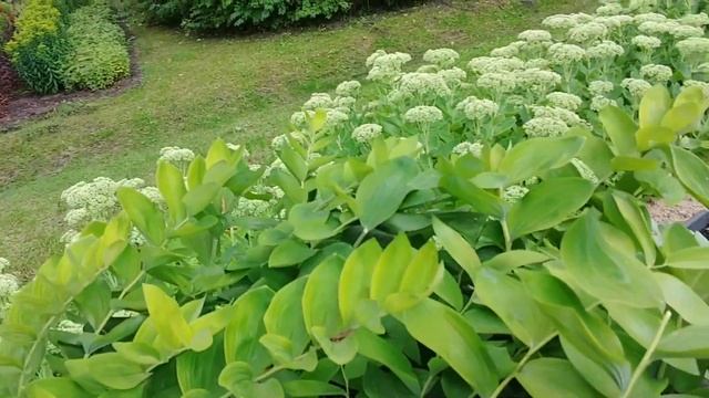 ЗАМОК В ДОБЕЛЕ ЛАТВИЯ КАК В СТАРЫЕ ВРЕМЕНА#латвия #старыефото#замок#лекарственныетравы#берзе#фонтан смотреть онлайн