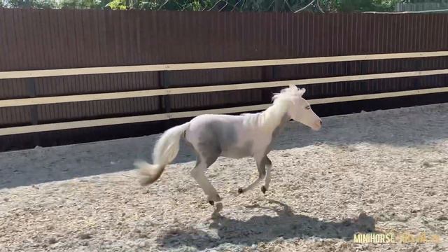 Продаётся Американский миниатюрный голубоглазый жеребчик 2021гр Нордик смотреть онлайн