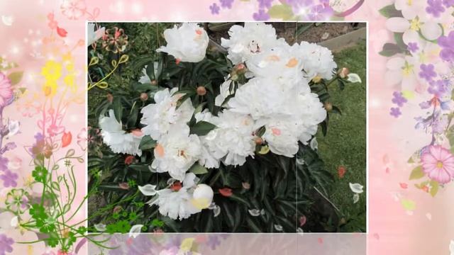 Стихотворение "О, как прекрасны дачные цветы" - автор Сергей Чебунин смотреть онлайн