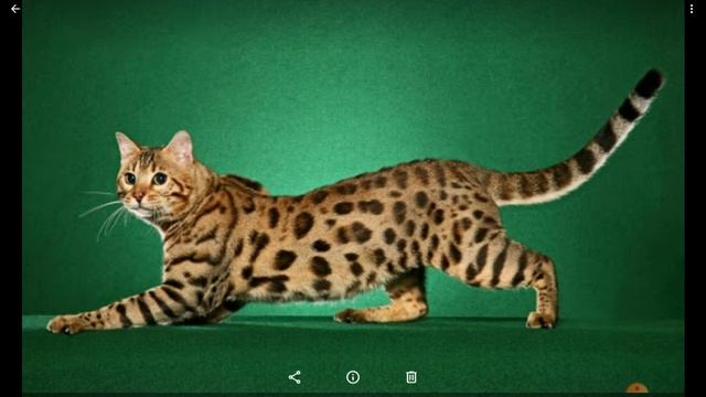 Бенгальская кошка: ПЛЮСЫ И МИНУСЫ смотреть онлайн