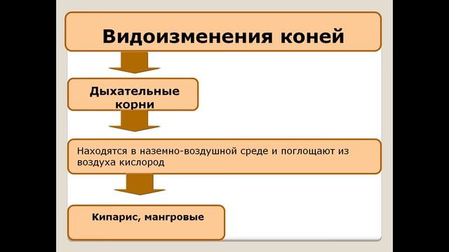 Видоизменения корней