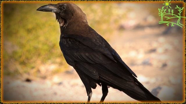 Голоса птиц Как поёт Ворон пустынный (Corvus ruficollis).mp4 смотреть онлайн