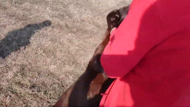 Лабрадорка гуляет.учимся сдержанности. смотреть онлайн