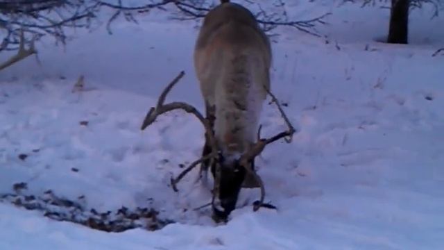 Олени в центре Красноярска смотреть онлайн