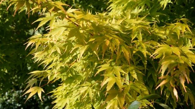 Acer palmatum 'Sango-kaku' (Coral Bark Maple) смотреть онлайн
