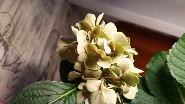 3,5 месяца в квартире. Комнатные сорта гортензий - миф? Влажность в помещении. 8.04.23 смотреть онлайн