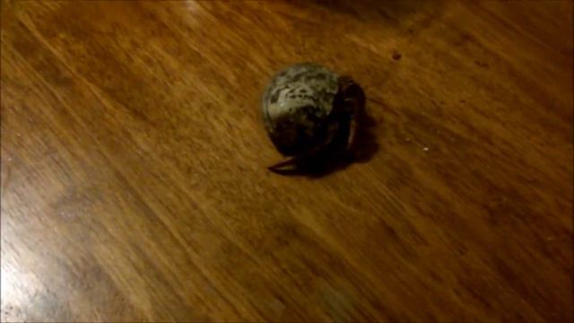 My hermit Crab смотреть онлайн