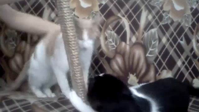 Коты и когтеточка с валерианкой / cat's scratching post смотреть онлайн