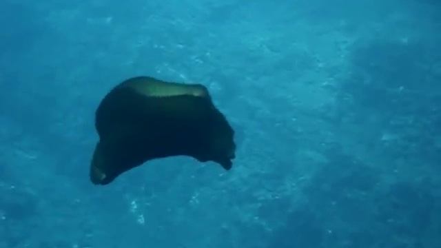 aplysia смотреть онлайн