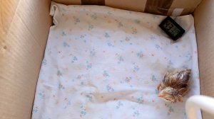 с 19 дня инкубации до вылупления цыплят