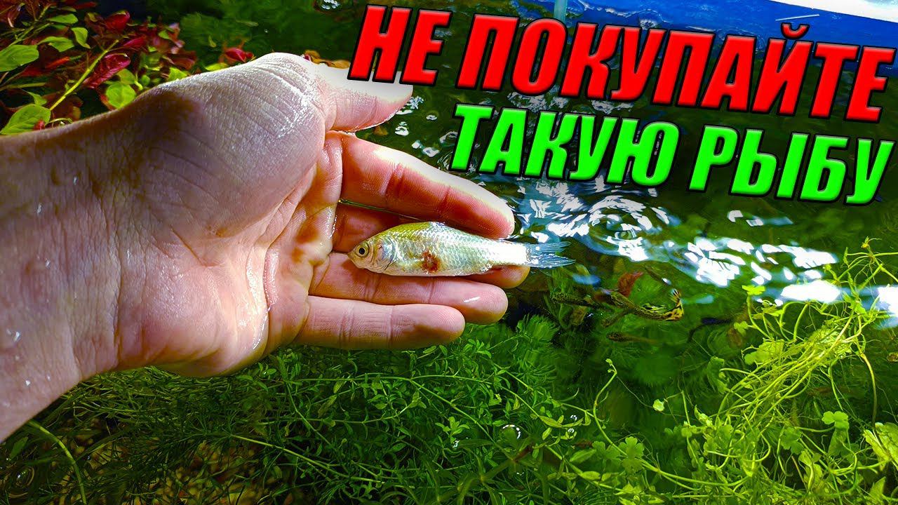 Никогда не покупайте такую рыбу! [ОНА 100% ПОГИБНЕТ] смотреть онлайн