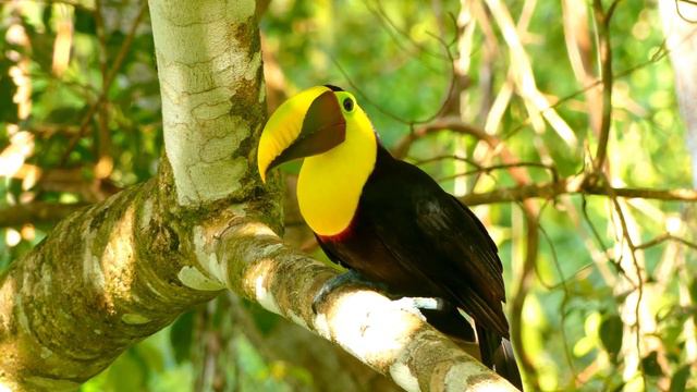 Wildlife - Wild Animals That Call The Jungle Home | Rainforest Savanna | Relaxation Film смотреть онлайн