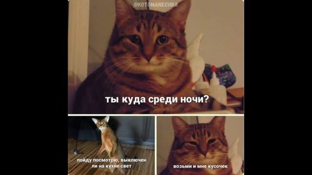 Мемы с котами Приколы в картинках 2 смотреть онлайн
