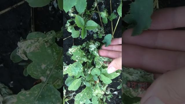 Атаковали красные жуки ? #дом #огородныедела #садогород смотреть онлайн