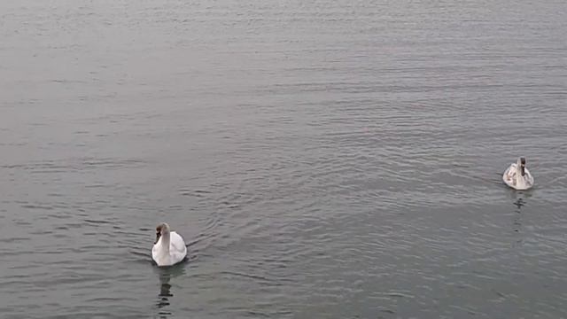 Лебеди на лимане красавцы – Кормим лебедей на Тилигульском лимане смотреть онлайн
