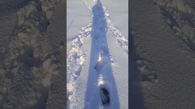 зимняя рыбалка на живца. река Бия, база "Лесная благодать" смотреть онлайн