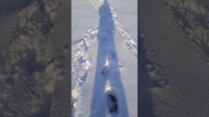 зимняя рыбалка на живца. река Бия, база "Лесная благодать"