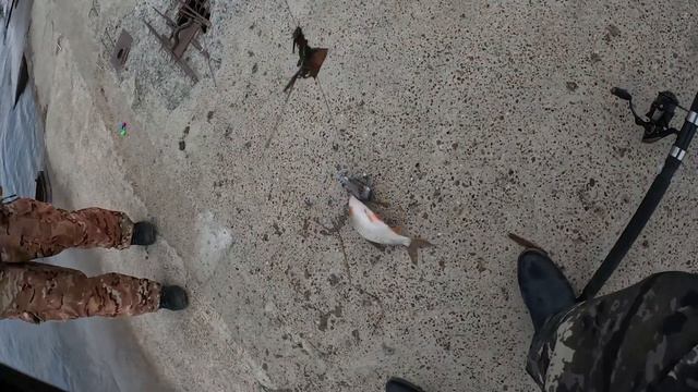 Как мы одну Сарогу за весь день поймали. смотреть онлайн