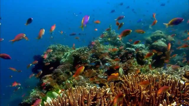 Природа говорит: КОРАЛЛОВЫЙ РИФ / Nature is Speaking: CORAL REEF смотреть онлайн