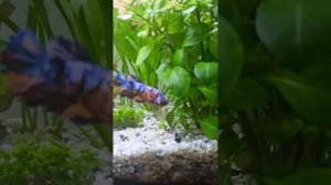 Петушок в общем аквариуме, совместимость петушков с другими рыбами