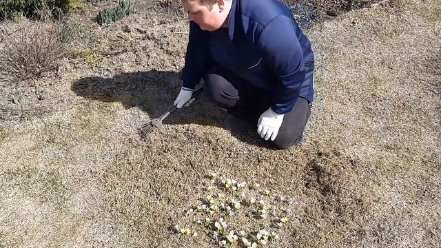 Уход за газоном весной//Второй шаг к идеальному газону! смотреть онлайн