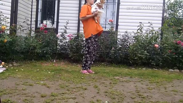 Лето, солнце и теплый денёк, в компании с Кавалер Кинг Чарльз спаниелем