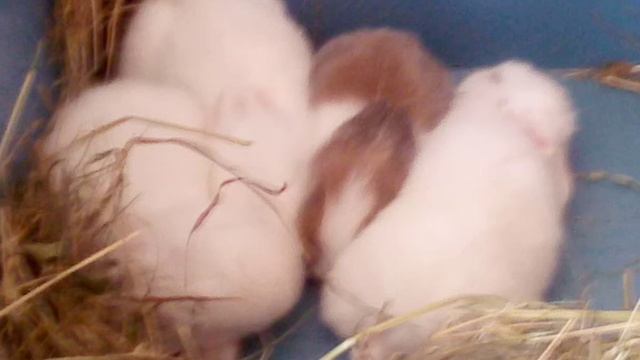 Нам уже 2 недели)))❤ крольчатки просто супер!