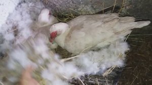 ДВЕ мускусных утки в одном гнезде / как разделить индоуток по разным гнездам / рассаживаем индоуток