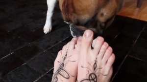 ОГРОМНЫЙ ЯЗЫК, собачка лижет ноги хозяйна