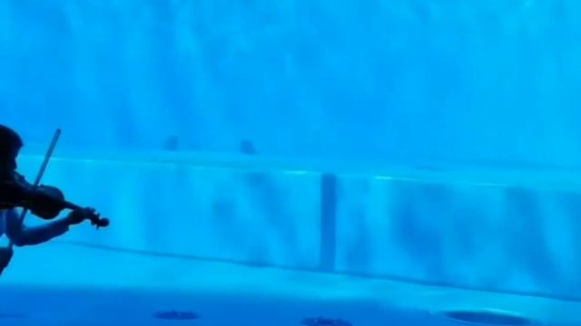 как дельфины реагируют на живую музыку ( девушка играет на скрипке для дельфинов)