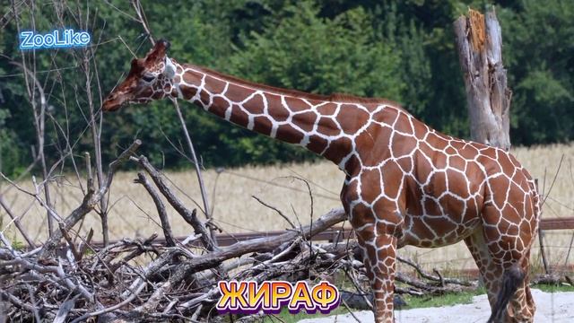 КАК ГОВОРИТ ЖИРАФ / ЗВУКИ ЖИРАФА? #жираф #звуки_жирафа #как_говорит_жираф #животные смотреть онлайн