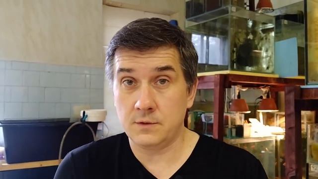 Немного .... странный нерест / Необычный нерест цихлид / Красная зебра / Maylandia estherae смотреть онлайн