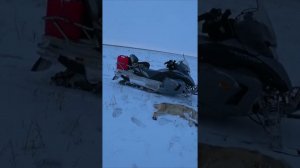 охота на волков добыл волчицу#shorts