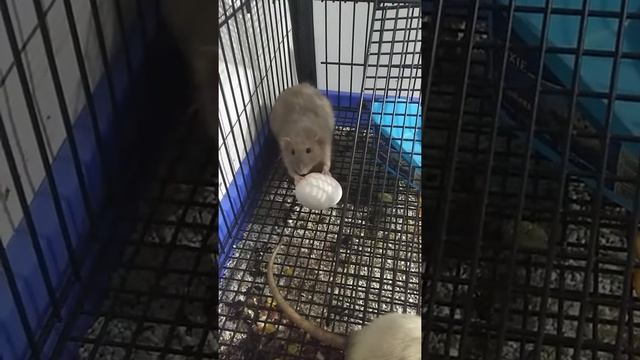 Декоративная крыса ест яйцо смотреть онлайн