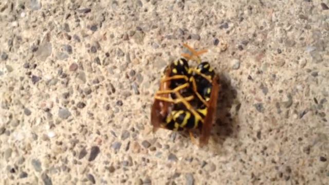 драка ос смотреть онлайн