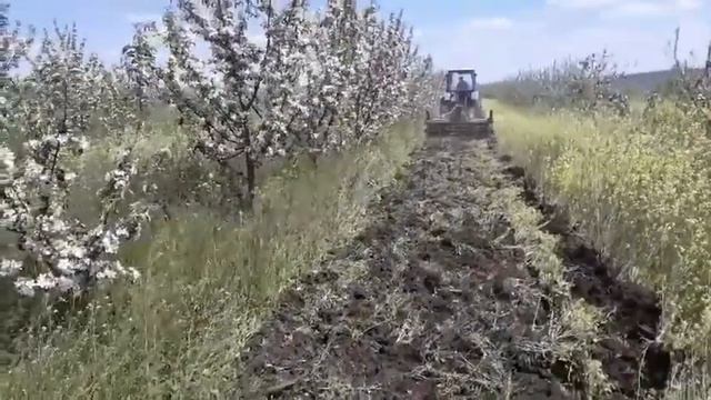 Безотвальная заделка сидератов в саду смотреть онлайн