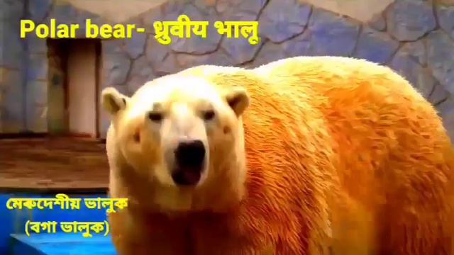 Animals Name (Carnivorous/Flesh eating) मांसाहारी जोंन्तुयों क़े नाम-हिन्दी,इंग्लिश और असोमिया смотреть онлайн