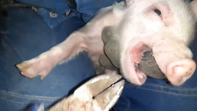 Как обломать клыки поросятам смотреть онлайн