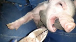 Как обломать клыки поросятам