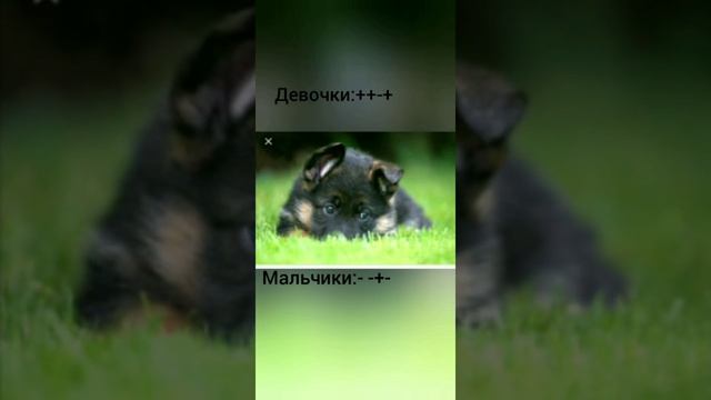Какого пола брать немецкую овчарку? Кабель?Девочка? Ответ в конце видио? смотреть онлайн