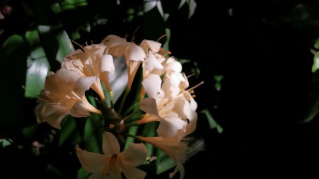 #clivia #yellow flowers@kapcoastsunsetcliviaseascapes смотреть онлайн