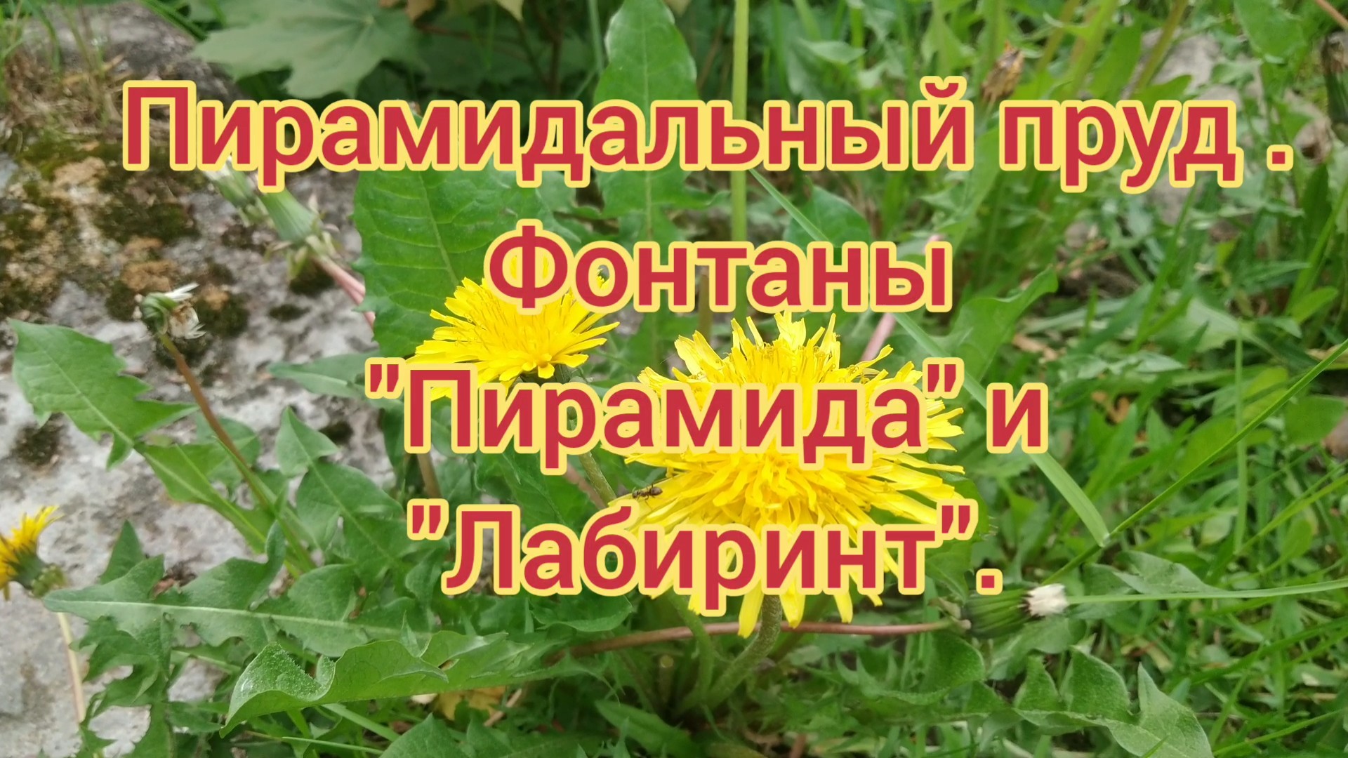 Пирамидальный пруд.Фонтаны "Пирамида "и" Лабиринт"ГМЗ Петергоф , Санкт-Петербург.